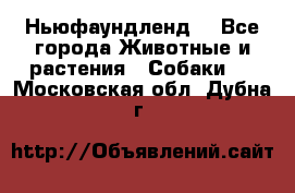 Ньюфаундленд  - Все города Животные и растения » Собаки   . Московская обл.,Дубна г.